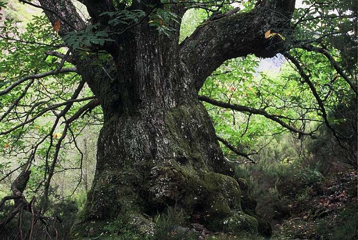 Castanea sativa
